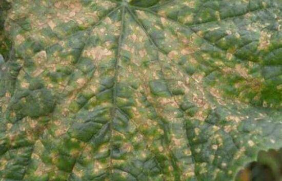 怎么防治黄瓜褐斑病,这几个防治方法看一看_蔬菜种植