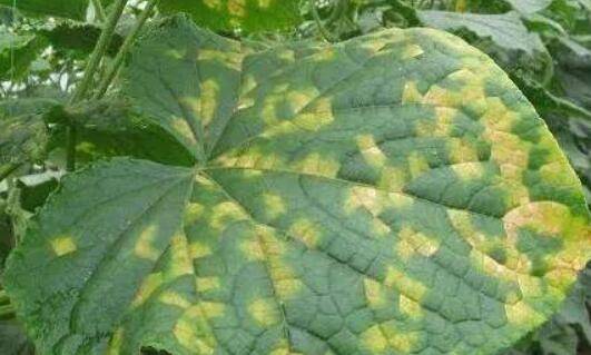 黄瓜褐斑病的症状,黄瓜褐斑病的防治_蔬菜种植
