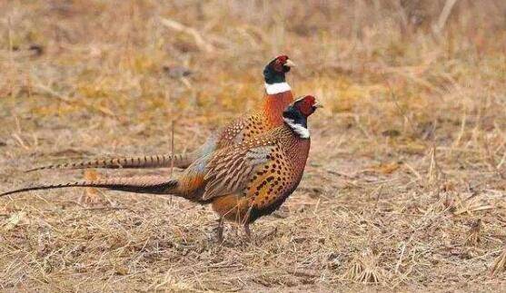 野鸡一年产几窝蛋?_山鸡养殖