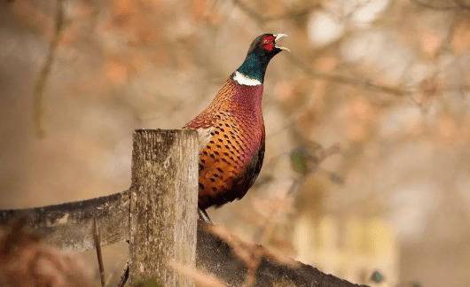 500只山鸡能赚多少钱,山鸡养殖利润算一算_山鸡养殖