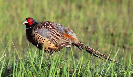 野鸡吃什么食物,野鸡的主要食物种类_山鸡养殖