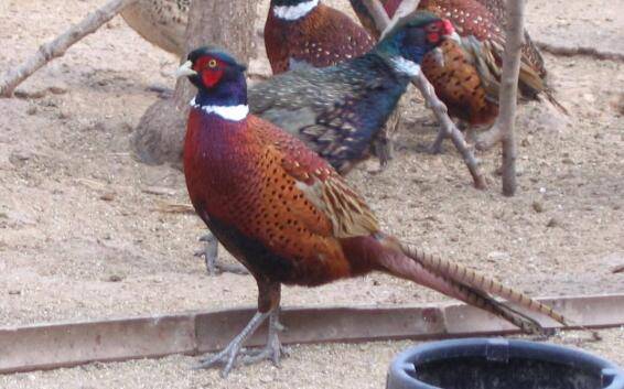 笼养山鸡的六大优势,笼养比散养好处多_山鸡养殖