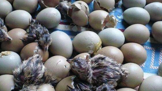 山鸡育雏的准备工作,山鸡育雏期的饲养要点_山鸡养殖