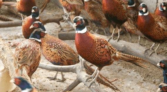 山鸡养殖密度与育肥的要求_山鸡养殖