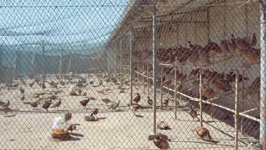 养山鸡时的消毒要求,从鸡场到鸡舍通通要消毒_山鸡养殖