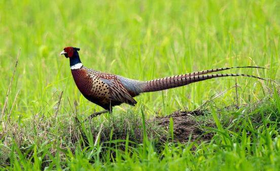 山鸡养殖的利润有多少,250只山鸡一年赚多少钱_山鸡养殖