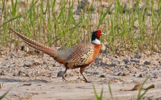 养野鸡密度多少合适,野鸡养殖的密度要求_山鸡养殖