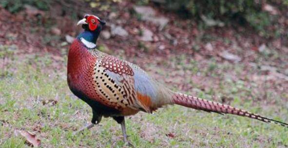 山鸡养殖的几点注意事项,养山鸡的人必看_山鸡养殖