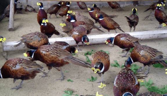 山鸡养殖场址的规划要领_山鸡养殖