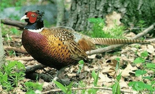 山鸡育雏舍的类型,山鸡育雏舍的特点_山鸡养殖