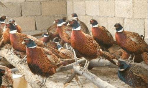 育肥山鸡的饲料配方_山鸡养殖