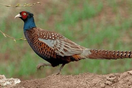 山鸡雏雉饮水的具体要求_山鸡养殖