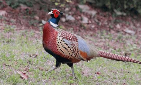 山鸡育雏时对饮水器的要求_山鸡养殖