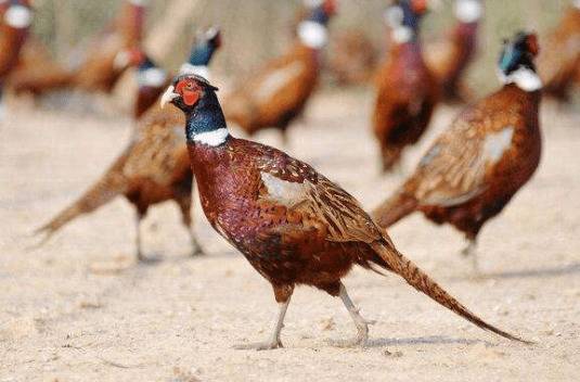 育雏山鸡怎么饮水,对饮水器与水质有什么要求_山鸡养殖