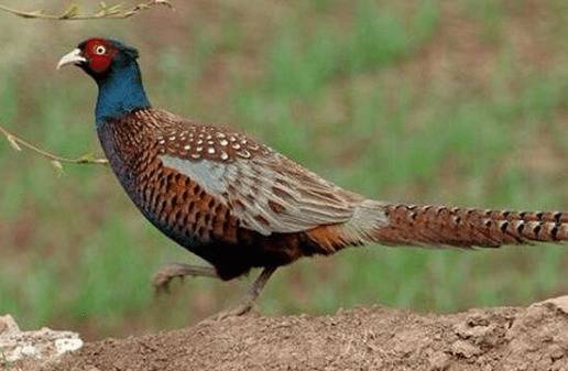 山鸡育雏期要注意的几个问题_山鸡养殖