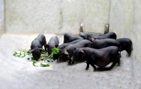 香猪品种之珠江香猪,体轻肉美的优质地方香猪_香猪养殖