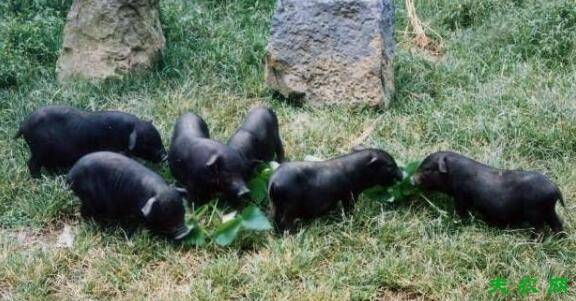 香猪品种之珠江香猪,体轻肉美的优质地方香猪_香猪养殖