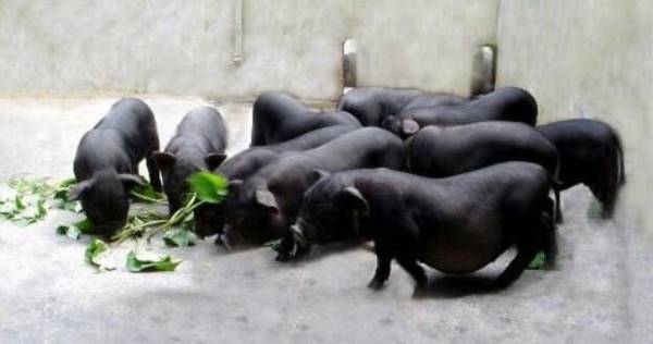 珠江香猪的食用功效,珠江香猪的营养价值_香猪养殖