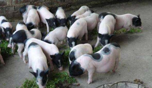 猪中贵族之巴马香猪,香猪肉味美,七里飘香_香猪养殖