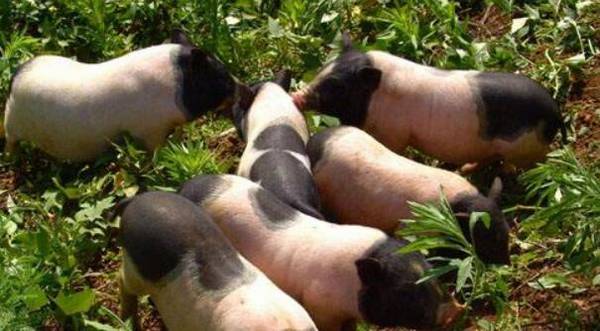 猪中贵族之巴马香猪,香猪肉味美,七里飘香_香猪养殖