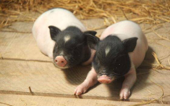 巴马香猪长不大吗,能不能做宠物_香猪养殖