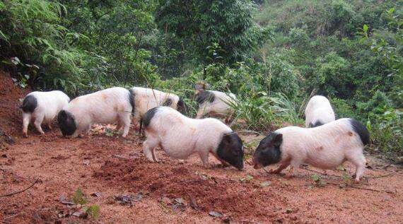 猪中贵族之巴马香猪,香猪肉味美,七里飘香_香猪养殖