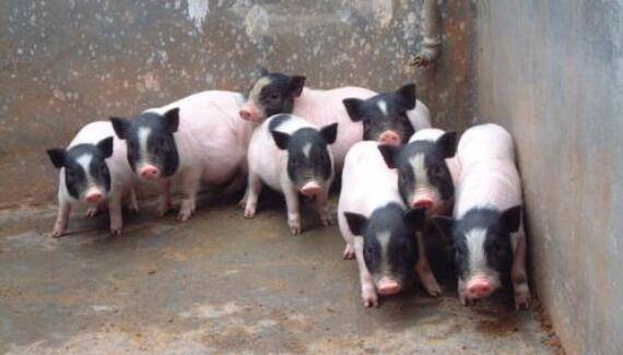 巴马香猪与七里香猪及十里香猪什么关系_香猪养殖