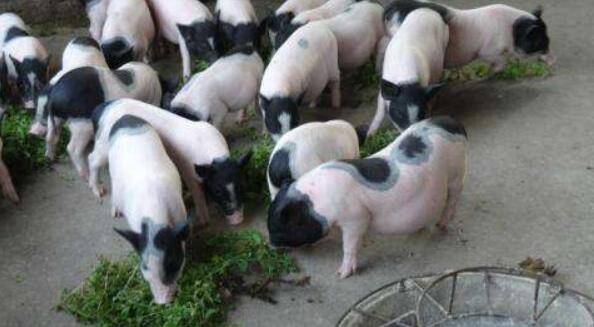 巴马香猪不同生长阶段的饲料配方举例_香猪养殖