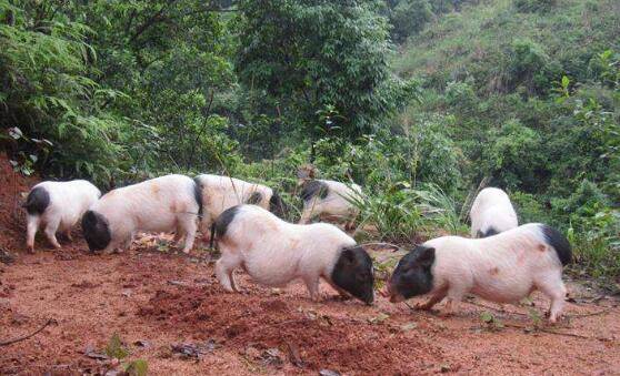 猪中贵族之巴马香猪,香猪肉味美,七里飘香_香猪养殖