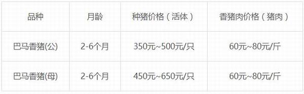 猪中贵族之巴马香猪,香猪肉味美,七里飘香_香猪养殖