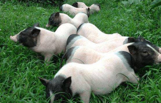 巴马香猪的仔猪管理的6个要求_香猪养殖