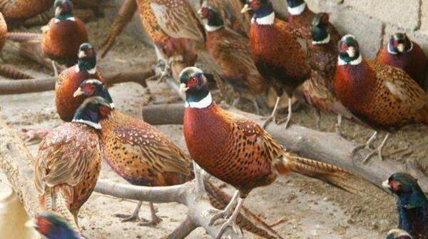 山鸡苗脱温处理的常用技巧,这些问题也要注意_山鸡养殖