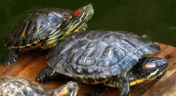 巴西龟冬眠时要水吗_养殖问答