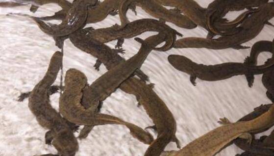 娃娃鱼的养殖成本利润怎么样_养殖问答