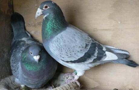 怎么提高鸽子产蛋率,六种方法帮你忙_养鸽