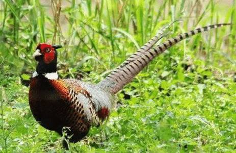 野鸡苗怎么养,养殖野鸡管理方法_山鸡养殖