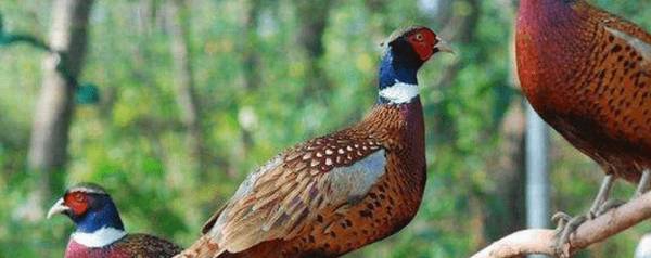 山鸡苗怎么养不死,三大措施促山鸡苗快生长_养殖问答