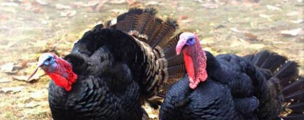 火鸡不下蛋什么原因,火鸡不下蛋怎么办_养殖问答