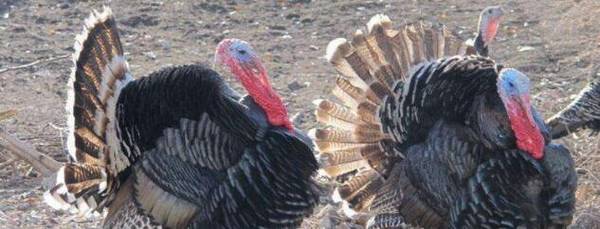 火鸡是什么鸡,火鸡是不是吐绶鸡_养殖问答