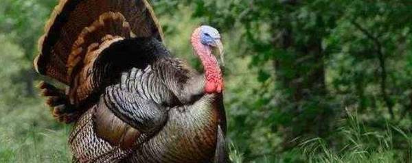 火鸡有多少品种_养殖问答