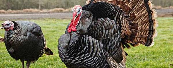 火鸡会咬人吗,火鸡究竟咬不咬人_养殖问答