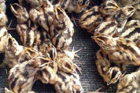 养殖山鸡苗的喂食技巧,山鸡饲料的选择经验_山鸡养殖