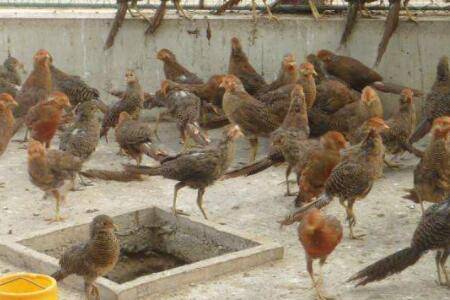 养殖山鸡苗的喂食技巧,山鸡饲料的选择经验_山鸡养殖