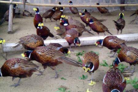 养殖山鸡苗的喂食技巧,山鸡饲料的选择经验_山鸡养殖