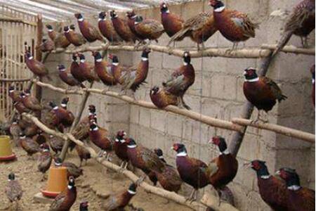 山鸡苗怎么养殖才好,六步让你成功养殖山鸡_山鸡养殖