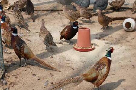 山鸡苗怎么养殖才好,六步让你成功养殖山鸡_山鸡养殖