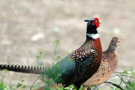 山鸡苗怎么养殖才好,六步让你成功养殖山鸡_山鸡养殖
