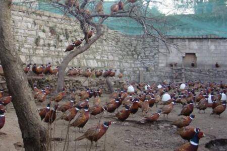 区分山鸡苗公母技巧分享,掌握正确手法提升精准度_山鸡养殖