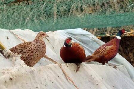 区分山鸡苗公母技巧分享,掌握正确手法提升精准度_山鸡养殖