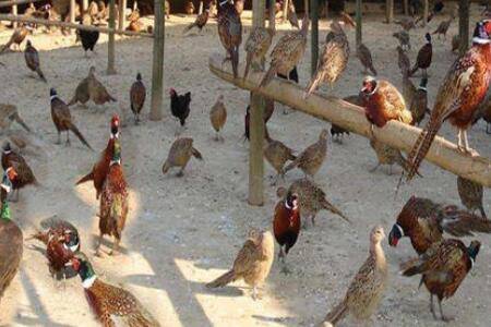 区分山鸡苗公母技巧分享,掌握正确手法提升精准度_山鸡养殖